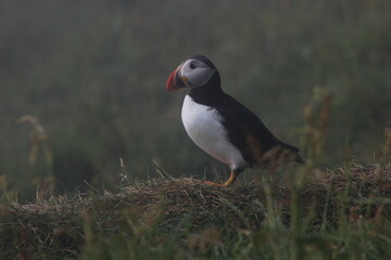 Faroe islands puffin