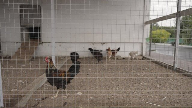 Cock with chicken in a cage. Chicken coop with a rooster and chicken in a cage. Growing chickens. Farm with chickens.