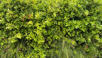 close up of texture green leaves background