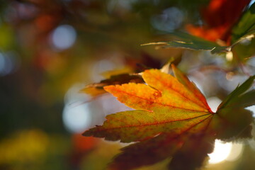 逆光で輝く紅葉したモミジの葉