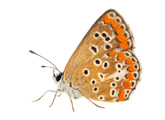 Southern brown argus isolated on white background, Aricia cramera