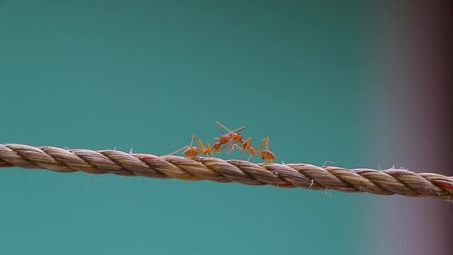 close-up red ants