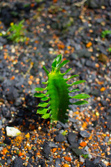 Anonymous Cactus on a sandy ground