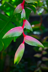 Heliconia - Heliconiaceae Family - Part of the Zingiberales order.