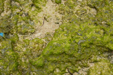 moss on stone at sea