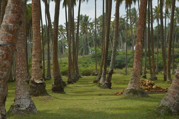 Beautiful coconut trees in a tropical country of Indonesia. Coconut fruit under the leaves