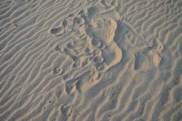 Unique and neutral sand background texture 