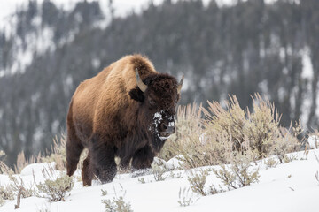 Bison in snow, in Hayden Valley, Yellowstone National Park.