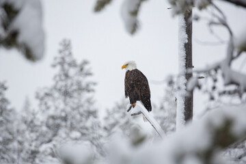Bald Eagle surveying the scene in snowy woodland, in Yellowstone National Park. Winter in Hayden Valley, Montana, USA.