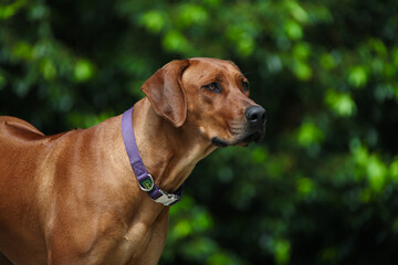 Rhodesian Ridgeback, Rassehund, wunderschön, Hund