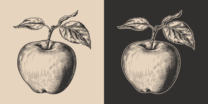 Set of vintage retro woodcut linocut engraving gravure sketch apple. Can be used like emblem, logo. mark, poster or print. Monochrome Graphic Art. Vector. Hand drawn element in antique
