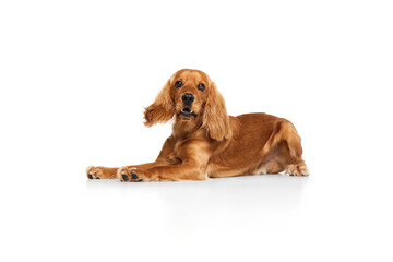 Beautiful, purebred dog, English cocker spaniel calmly lying on floor and looking on camera isolated on white background. Concept of domestic animals, pet care, vet, love, friend. Copy space for ad