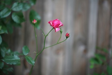 Rose im Frühling