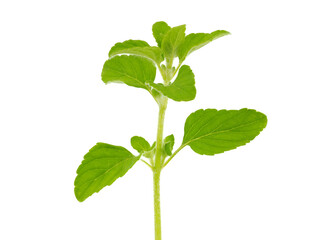 Lesser calamint isolated on white background, Clinopodium nepeta