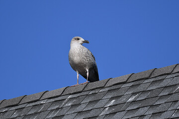 Great Black-backed Gull (juvenile) perched on top of a roof, under a clear blue sky