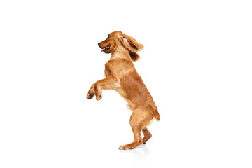 Adorable purebred dog, English cocker spaniel standing on hind legs and playing isolated on white...
