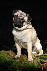 S&uuml;&szlig;er Mops