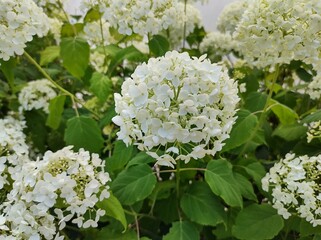 Hydrangea arborescens 'Annabelle'