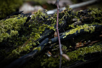 green moss in the forrest