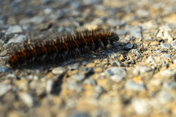 hairy caterpillar on a leaf