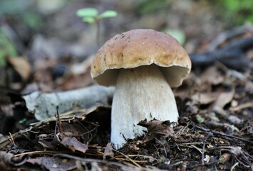 Boletus grows in the forest. Around twigs, moss and fallen leaves. Natural product. Picking up mushrooms. Macro.
