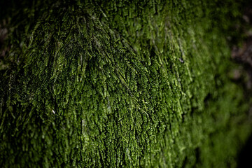green moss in the forrest