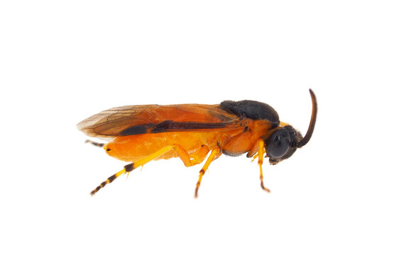 Turnip sawfly isolated on white background, Athalia rosae