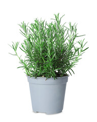 Aromatic green rosemary in pot isolated on white