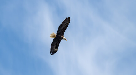 Bald Eagle in Flight, Petersburg, Alaska, USA