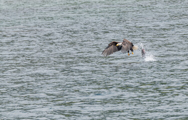 Bald Eagle in Flight with a dropped fish behind, Petersburg, Alaska, USA