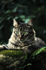 Naklejka na ściany i meble Cute Grey Tabby Kitten: A Feline Portrait, Adorable Kitty with Beautiful Green Eyes