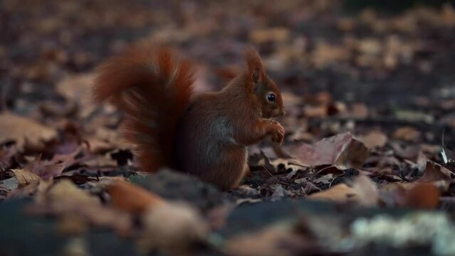 European red squirrel with a nut in autumn foliage
