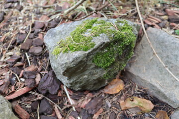 moss on the rocks