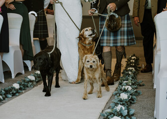 Dogs walking up the aisle with a bride at a wedding