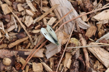 white butterfly on bark and pine thorns
