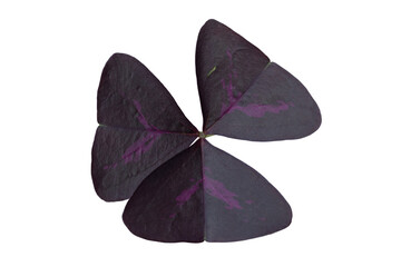 Violet leaf of Purple shamrock, Love plant or Oxalis triangularis isolated on white background included clipping path.