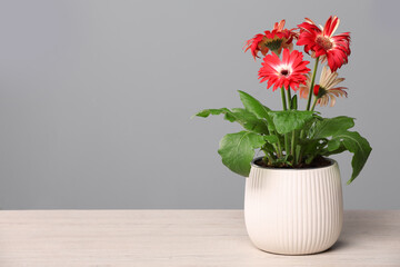Beautiful gerbera flower in pot on light wooden table near grey wall, space for text