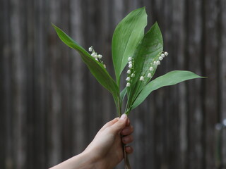 The hand holds lilies of the valley