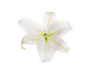 Fototapeta na wymiar Beautiful fresh lily flower isolated on white