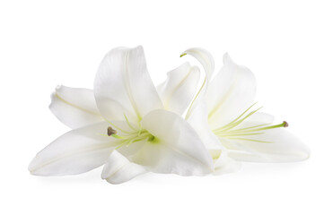 Fototapeta na wymiar Beautiful fresh lily flowers isolated on white