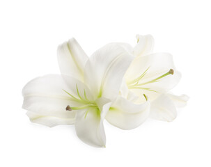 Naklejka na ściany i meble Beautiful fresh lily flowers isolated on white