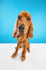 Beautiful, funny, purebred dog, English cocker spaniel calmly sitting over blue white background....