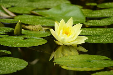 Nymphaea `Marliacea Chromatella, yellow water lily. Nymphaeaceae family.