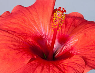 roter Hibiskus © Michael Möller