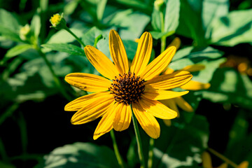 Beautiful yellow flowers that grow naturally in the fields