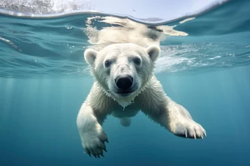 Fotobehang A polar bear swimming in a water © Tymofii
