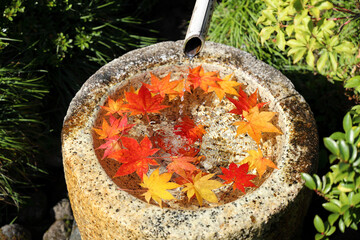 秋季、紅葉日和