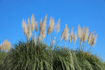 秋季、紅葉日和