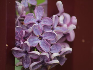 Purple lilac behind a red fence