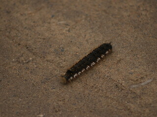 A brown caterpillar crawls along the road